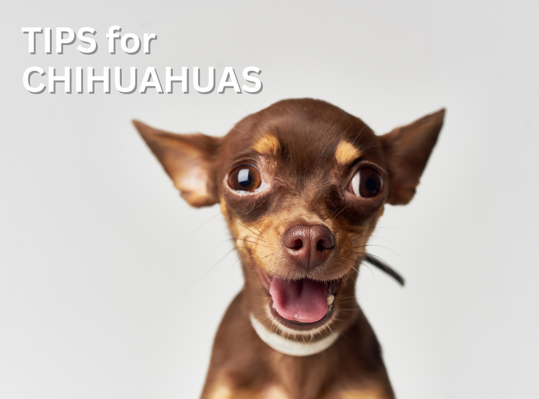 Photo of a cute brown chihuahua excited to look at the camera. Above is the title "TIPS FOR CHIHUAHUAS".